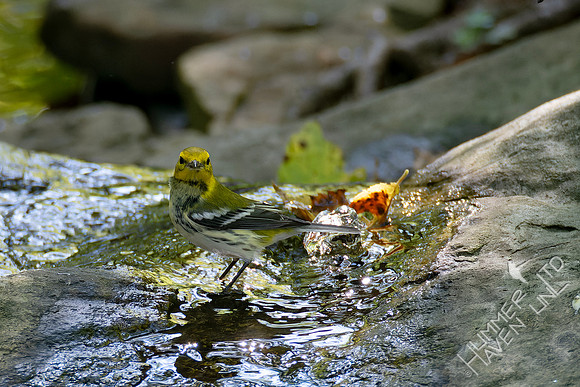 10-4-24 Black-throated Green Warbler