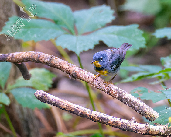 7-25-22 Northern Parula