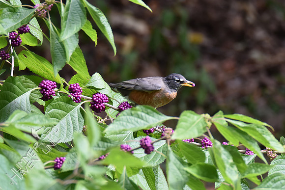 American Robin eating Beautyberries (Callicarpa americana)  10-10-16