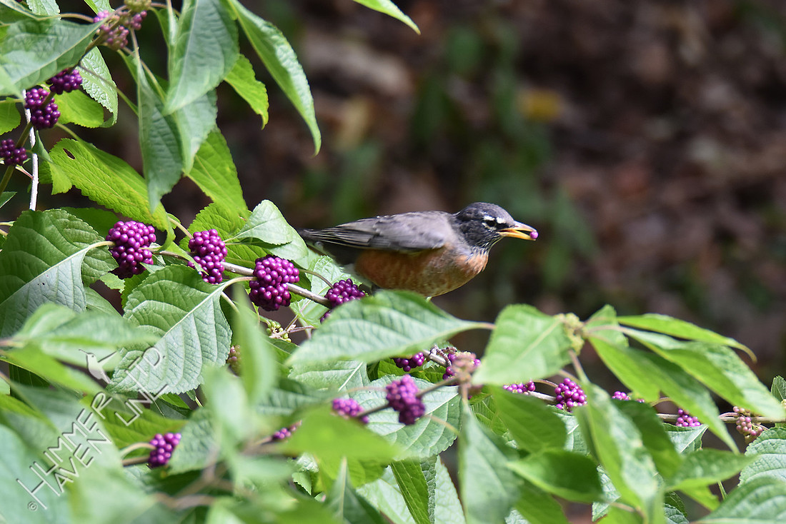 American Robin eating Beautyberries (Callicarpa americana)  10-10-16