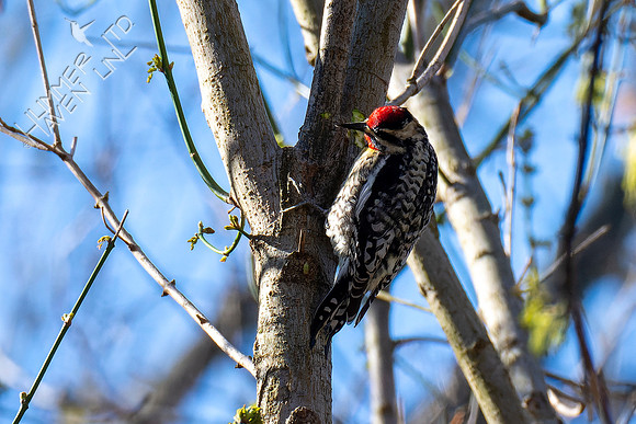 4-9-22 Yellow-bellied Sapsucker on Green Ash (Fraxinus pennsylvanica)