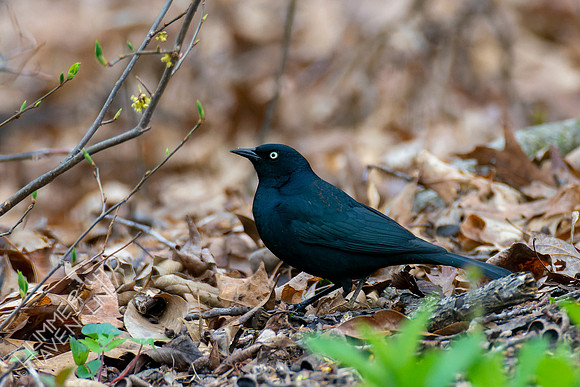 4-18-22 Rusty Blackbird