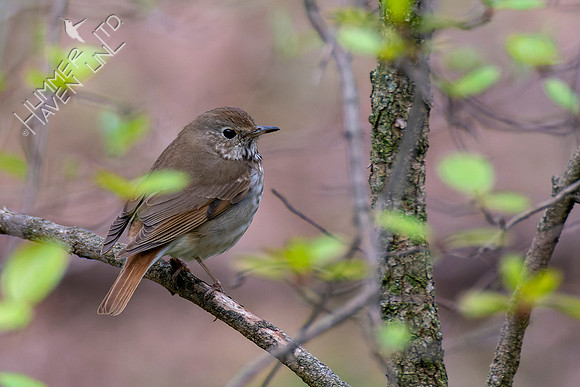 4-20-22 Hermit Thrush