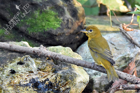 Summer Tanager 10-4-16