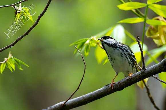 4-28-22 Blackpoll Warbler