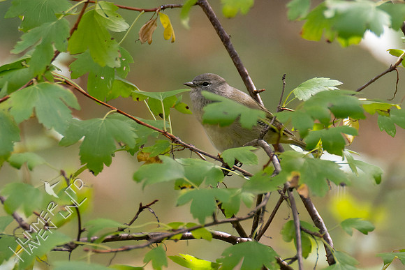 10-14-24 Orange-crowned Warbler in Clove Currant