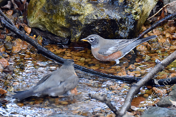 American Robins 10-23-16