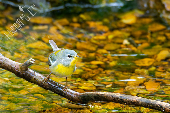 5-4-22 Northern Parula