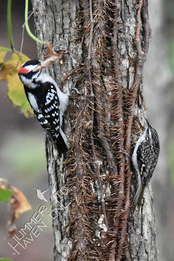 Downy Woodpecker and Brown Creeper 'frozen' on hearing Blue Jay warning calls 10-20-16