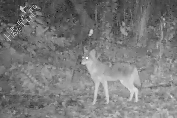 10-18-17 Coyote