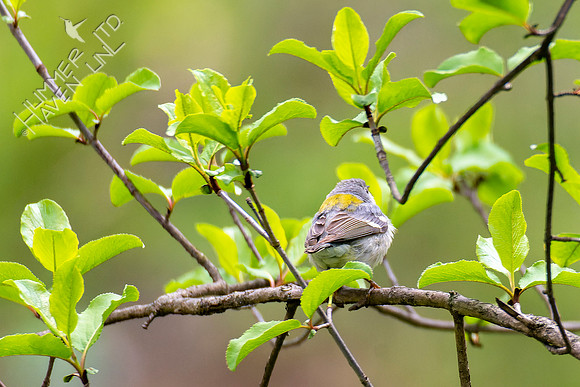 4-25-22 Northern Parula female