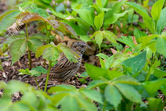 4-28-22 Lincoln's Sparrow