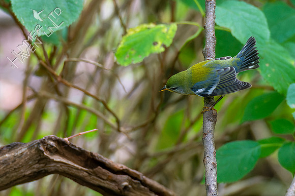 9-22-22 Northern Parula