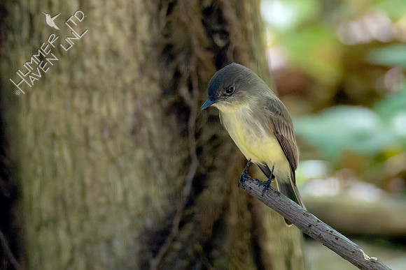 10-8-24 Eastern Phoebe