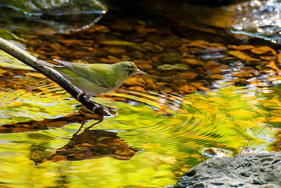 10-6-24 Tennessee Warbler
