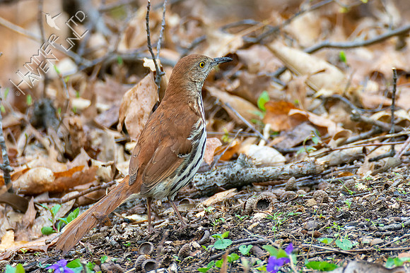4-15-22 Brown Thrasher