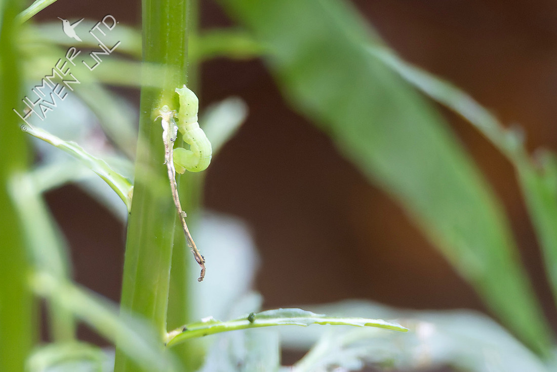 8-16-25 Pink-washed Looper Moth caterpillar on Cardinal flower