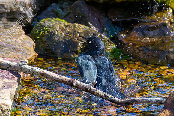 4-9-22 Rusty Blackbird