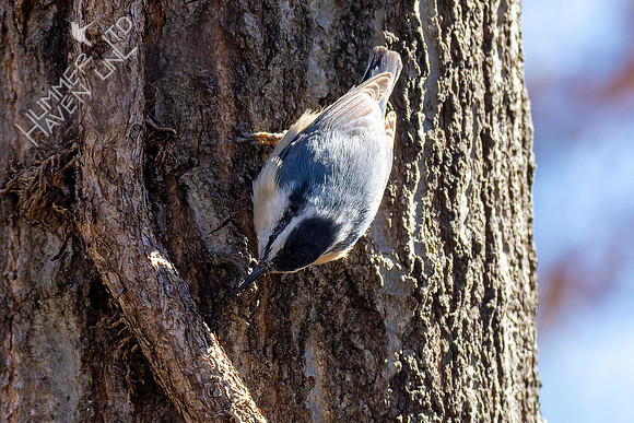 4-9-22 Red-breasted Nuthatch with insect