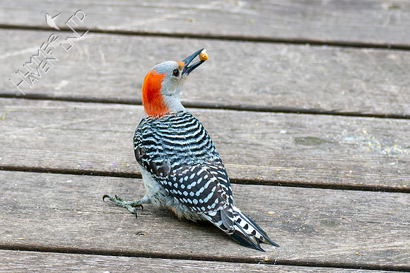 4-20-22 Red-bellied Woodpecker