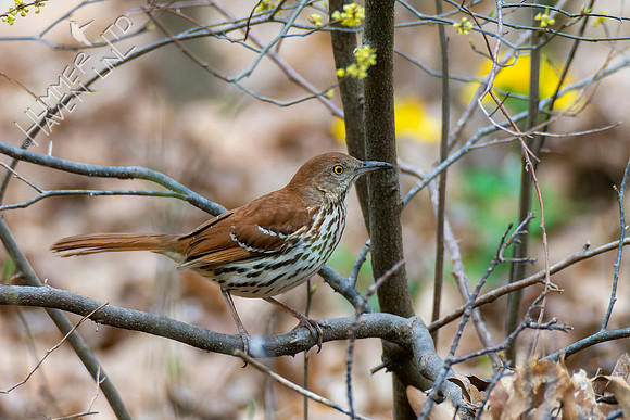 4-15-22 Brown Thrasher