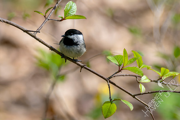 4-21-22 Carolina Chickadee with deformed leg