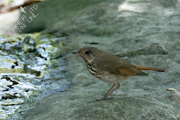 10-6-24 FOS Hermit Thrush