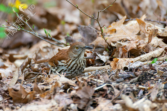 4-15-22 Brown Thrasher