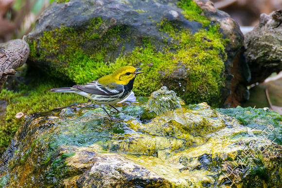4-22-22 FOY #62 *42 Black-throated Green Warbler