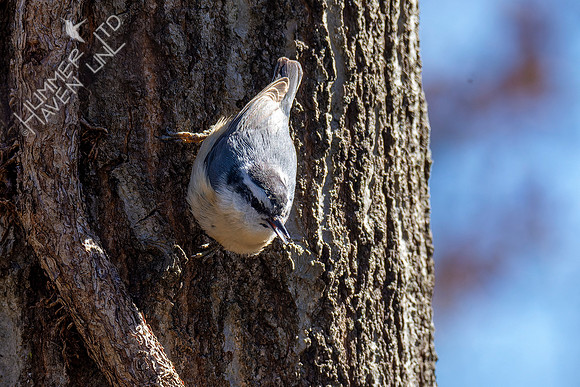 4-9-22 Red-breasted Nuthatch with insect