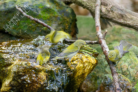9-23-22 FOS Nashville, three Tennessee Warblers