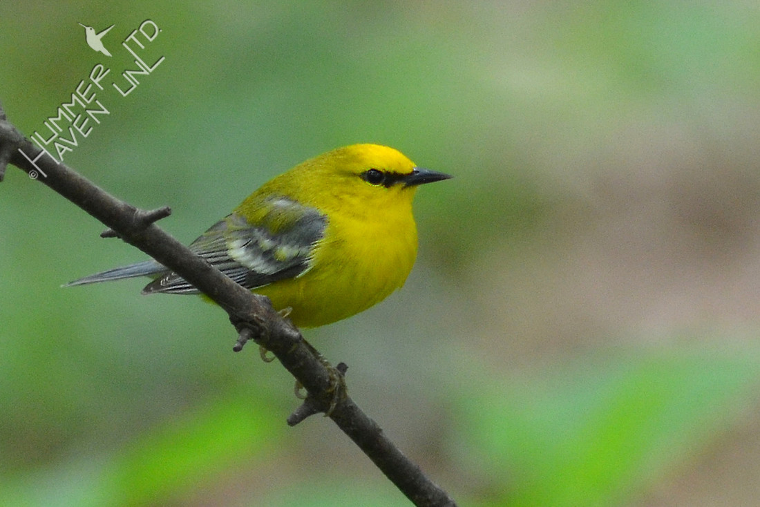 Blue-winged Warbler