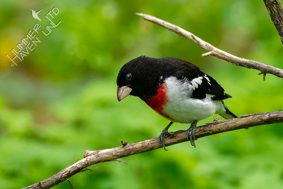 5-4-22 Rose-breasted Grosbeak