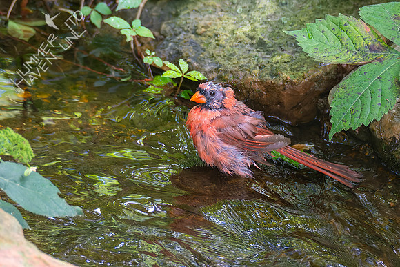 8-28-22 Northern Cardinal
