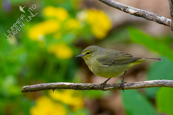 4-22-22 FOY #64 *43 Orange-crowned Warbler