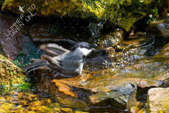 4-21-22 Carolina Chickadee with deformed leg