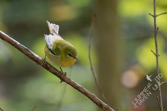 10-4-24 Tennessee Warbler