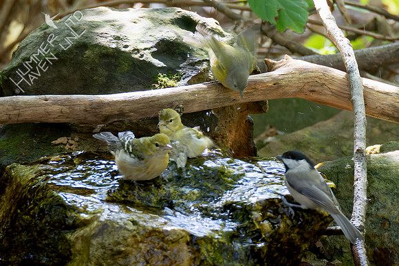 10-5-24 Bay-breasted, Tennessee and Nashville Warblers with chickadee