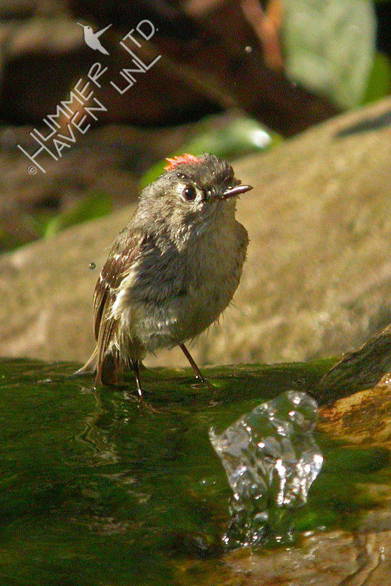 Ruby-crowned Kinglet at the 'Bubble' 4-13-04
