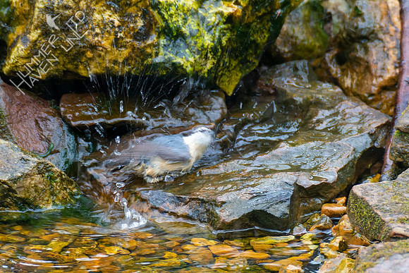 4-5-22 Red-breasted Nuthatch