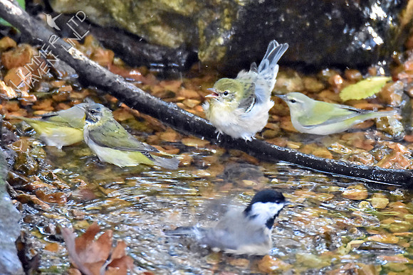 Tennessee, Bay-breasted Warblers and Carolina Chickadee 10-5-16