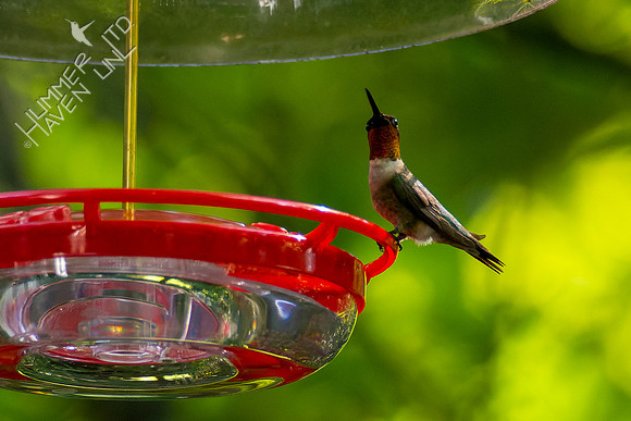 8-28-22 Ruby-throated Hummingbird
