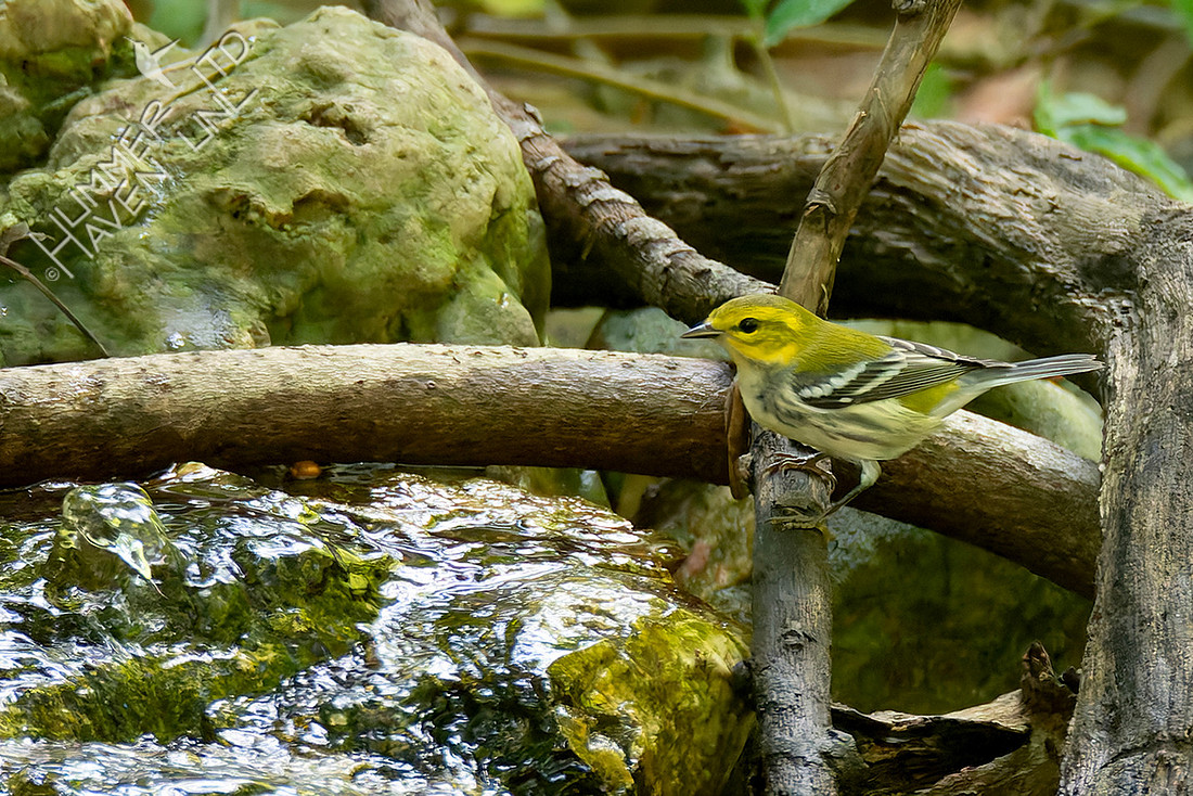 FOS 8-11-25 Black-throated Green Warbler