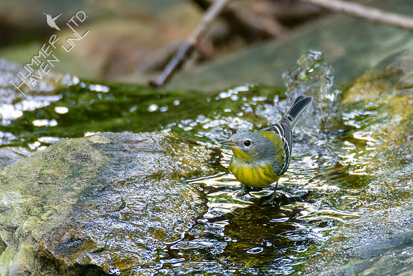 9-22-22 Magnolia Warbler