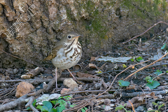 4-9-22 Hermit THrush