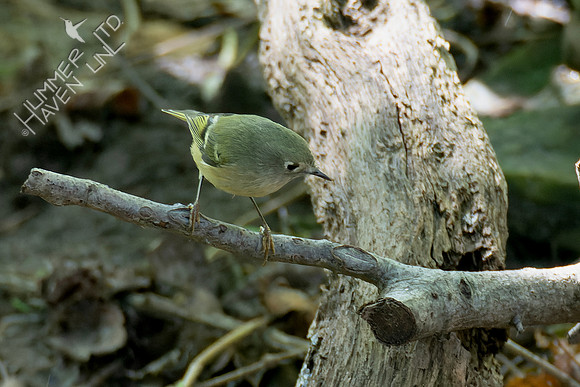 10-5-24 Ruby-crowned Kinglet