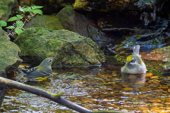 9-22-22 Magnolia Warbler and FOS Golden-winged Warbler female