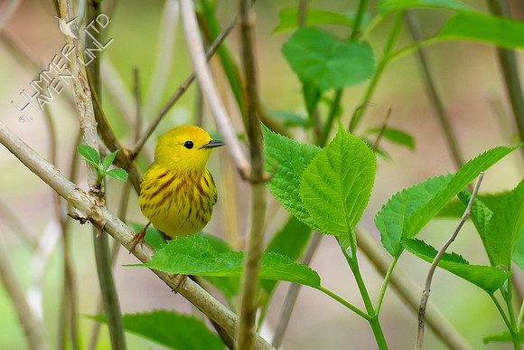 4-29-22 Yellow Warbler