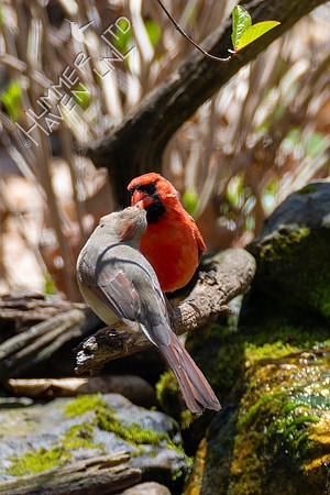 4-18-22 Northern Cardinals, pair-bonding