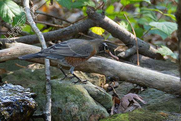 10-16-24 American Robin